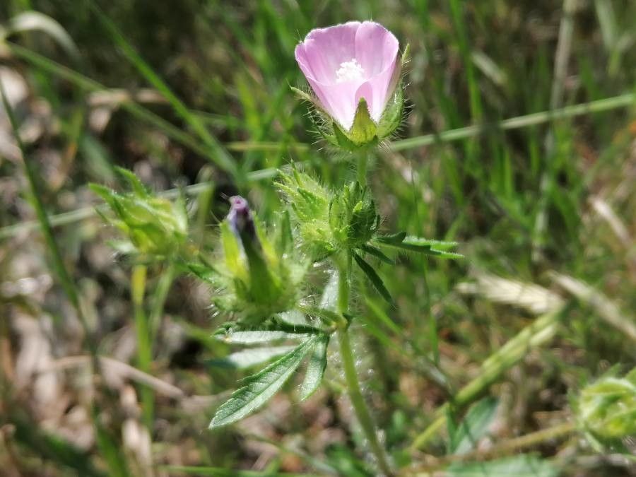 Althaea hirsuta habit