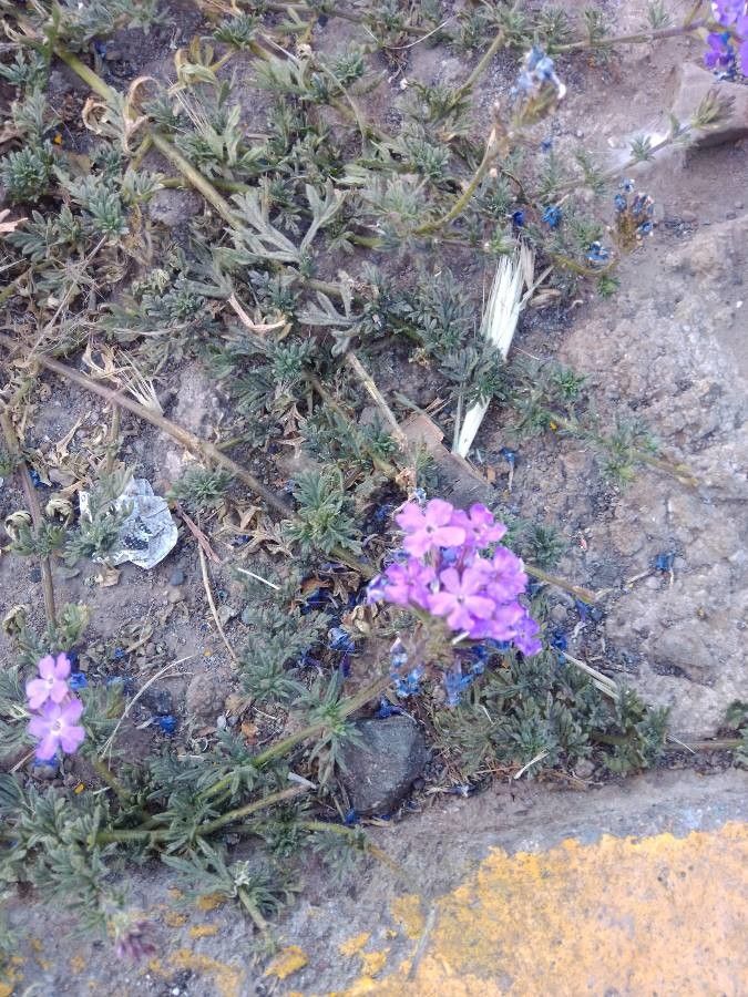 Glandularia gooddingii leaf