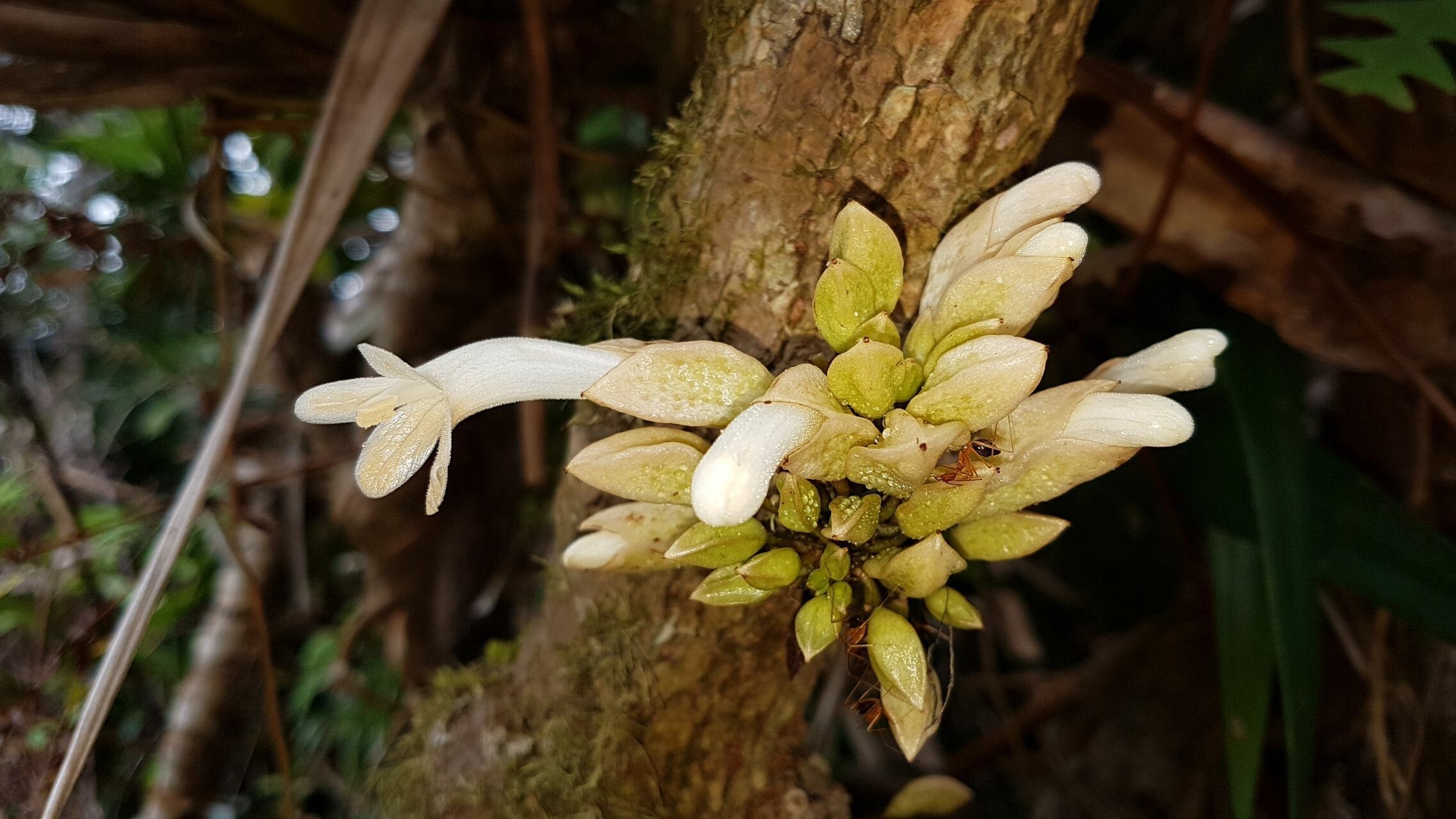 Oxera sessilifolia — houseplant care guide