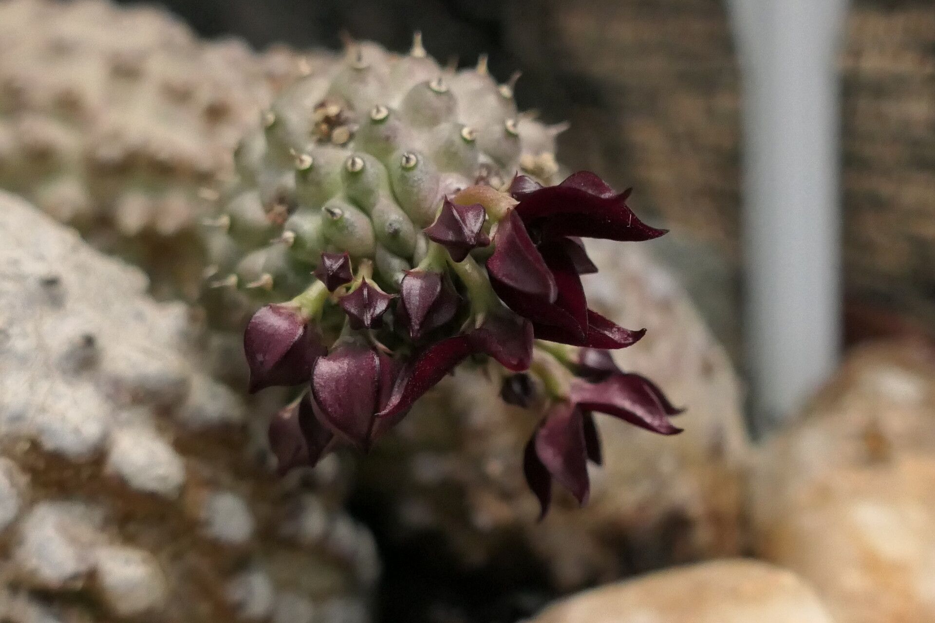 Hoodia pedicellata — houseplant care guide