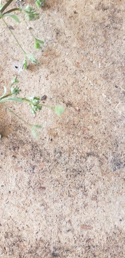 Boerhavia coccinea fruit