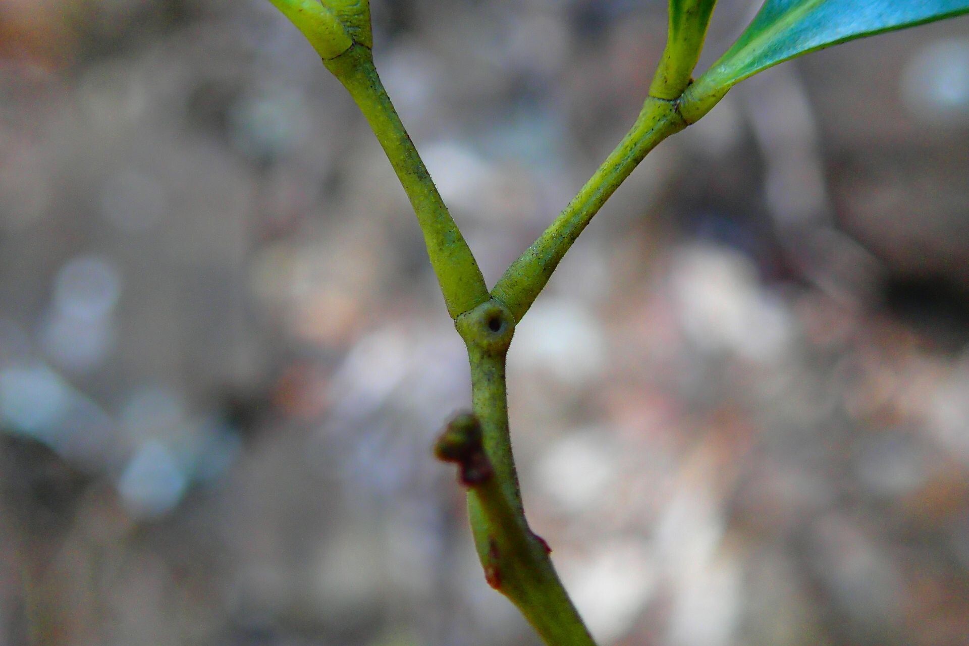 Archidendropsis glandulosa bark