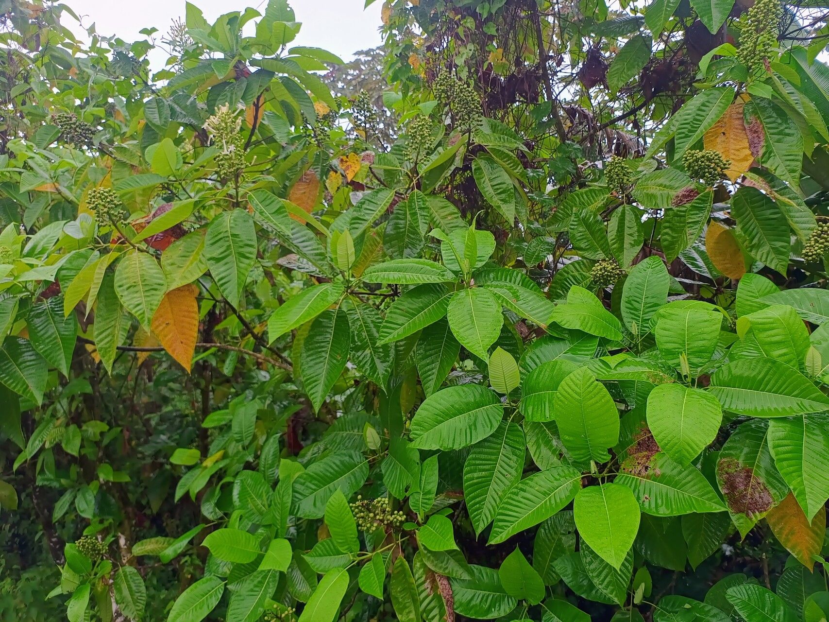 Isertia laevis habit