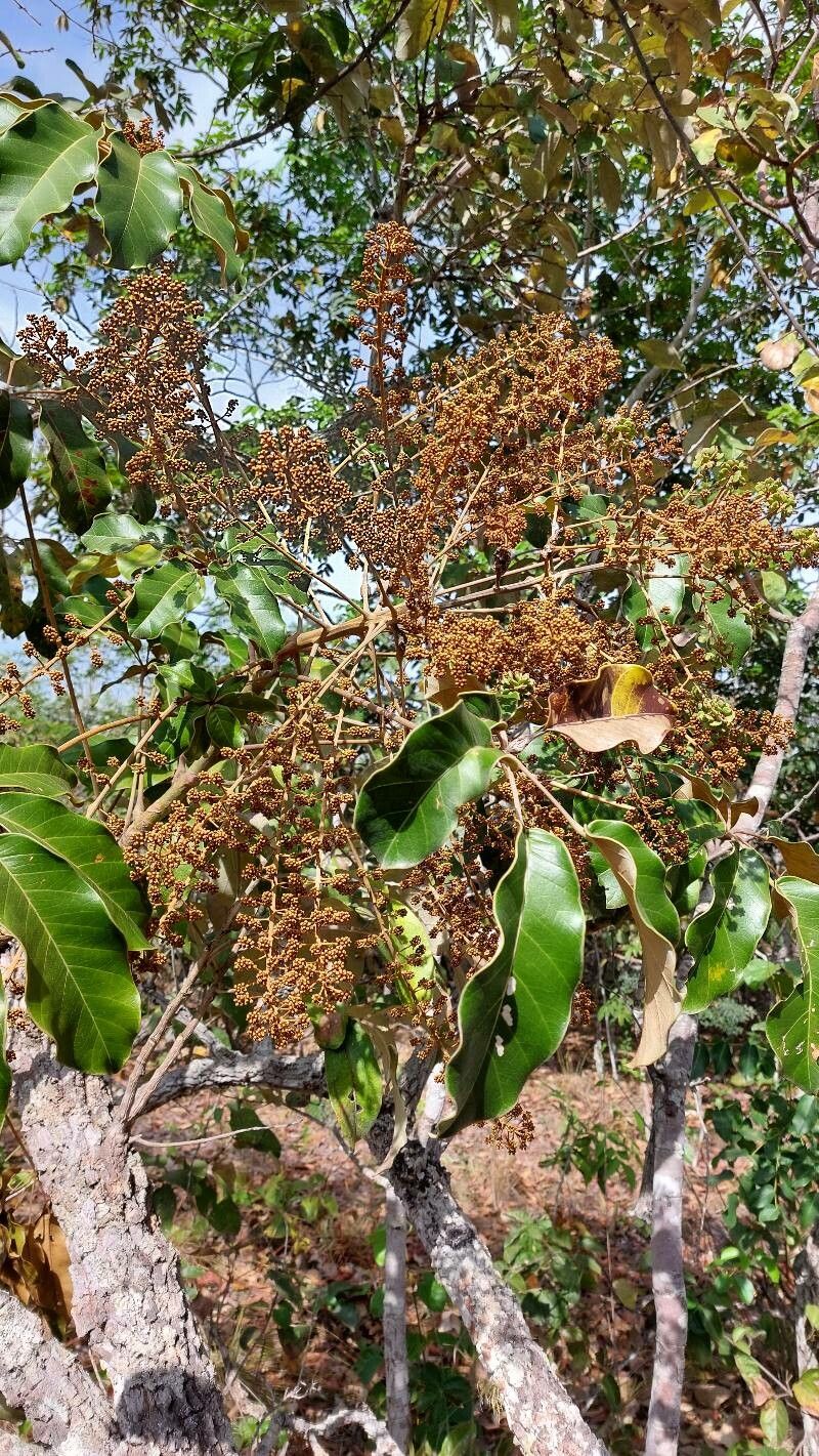 Didymopanax distractiflorus flower