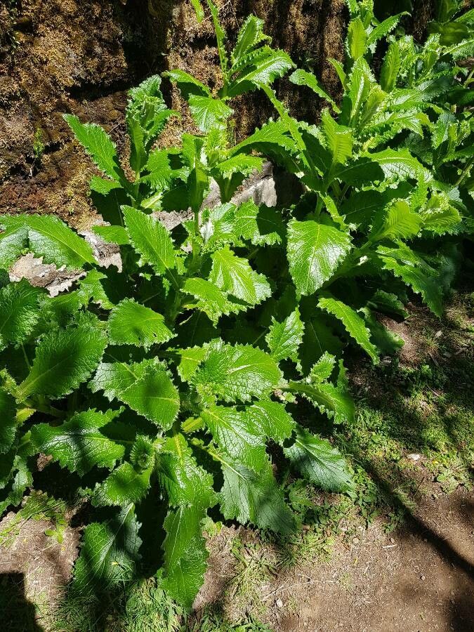 Cirsium latifolium flower