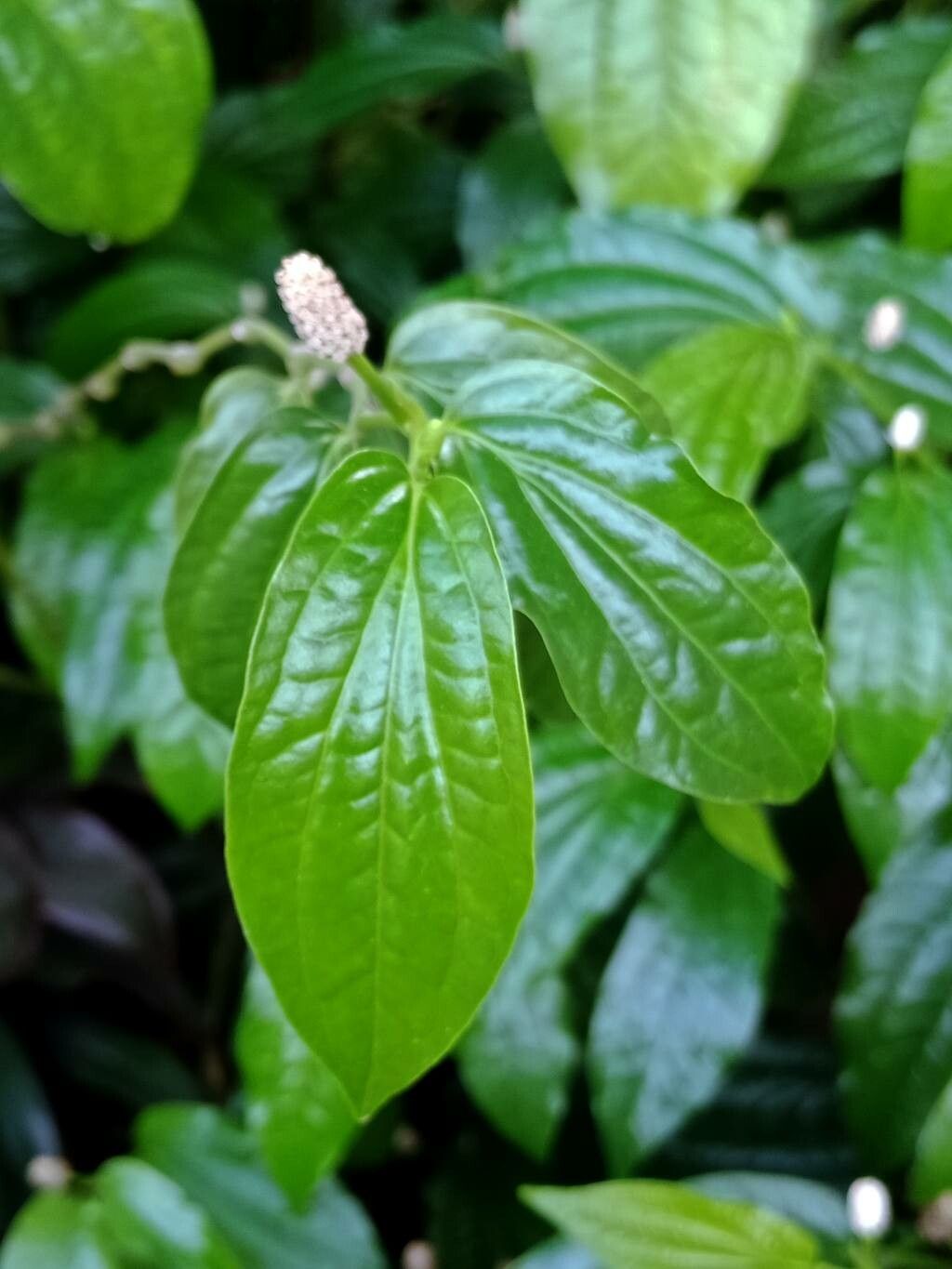 Piper sarmentosum — search result for 'Piperaceae'