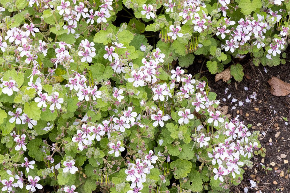 Erodium trifolium flower