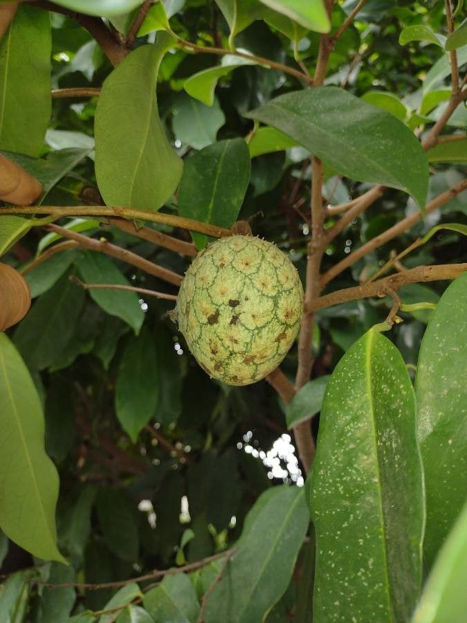 Annona montana fruit