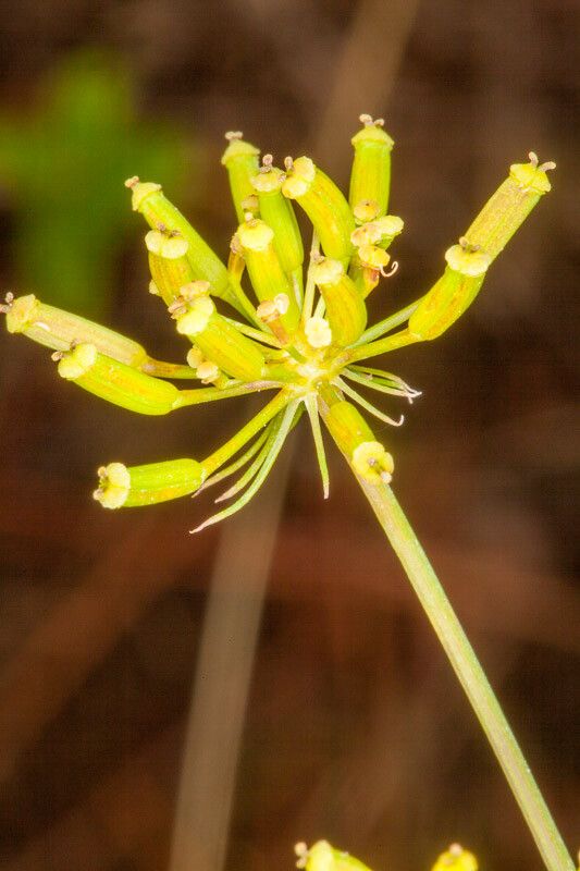 Kundmannia sicula fruit