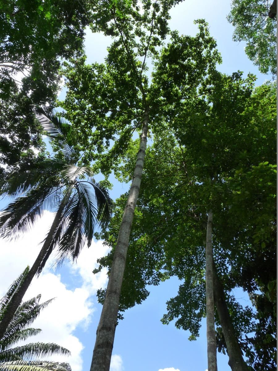 Terminalia superba habit