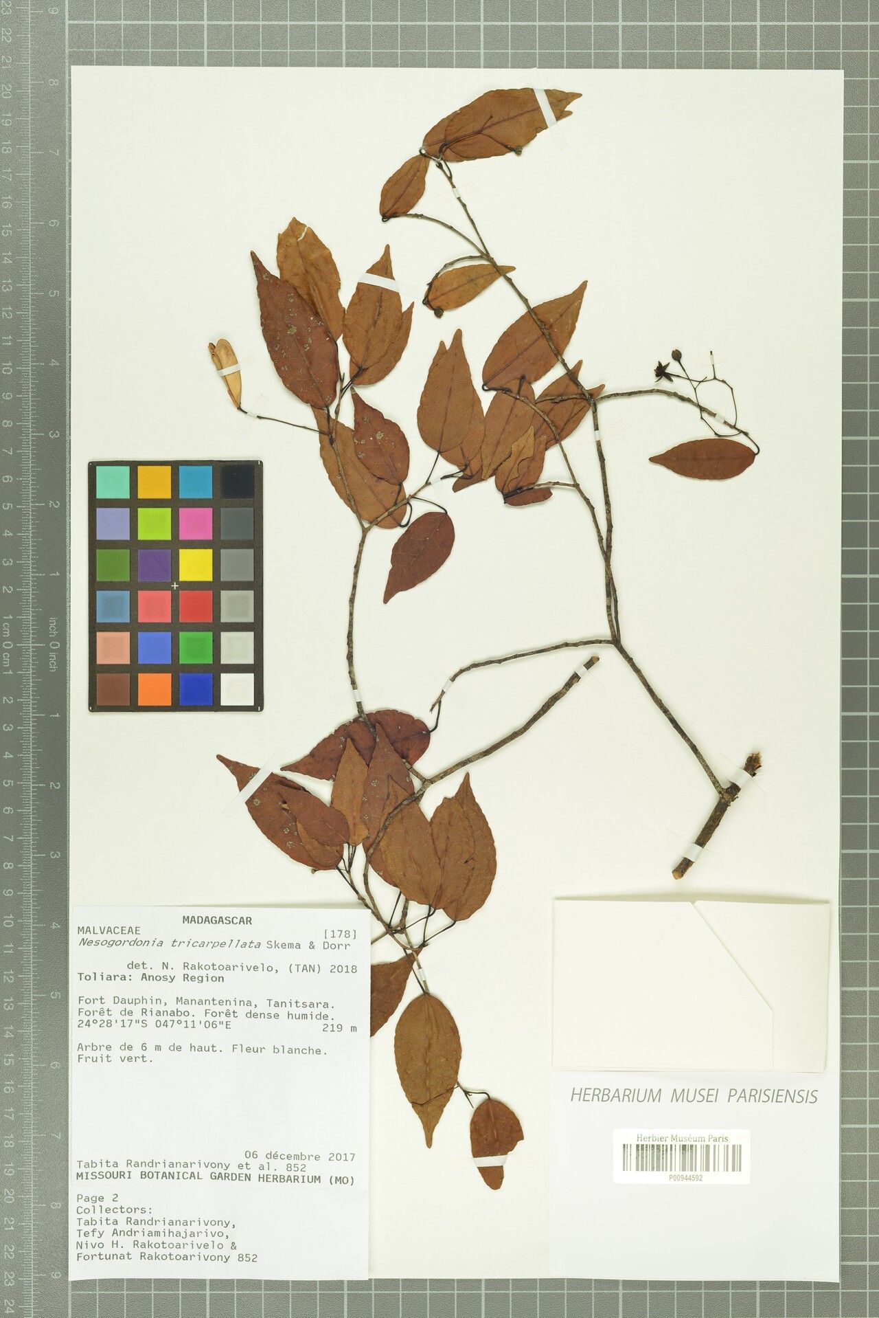 Nesogordonia tricarpellata — houseplant care guide