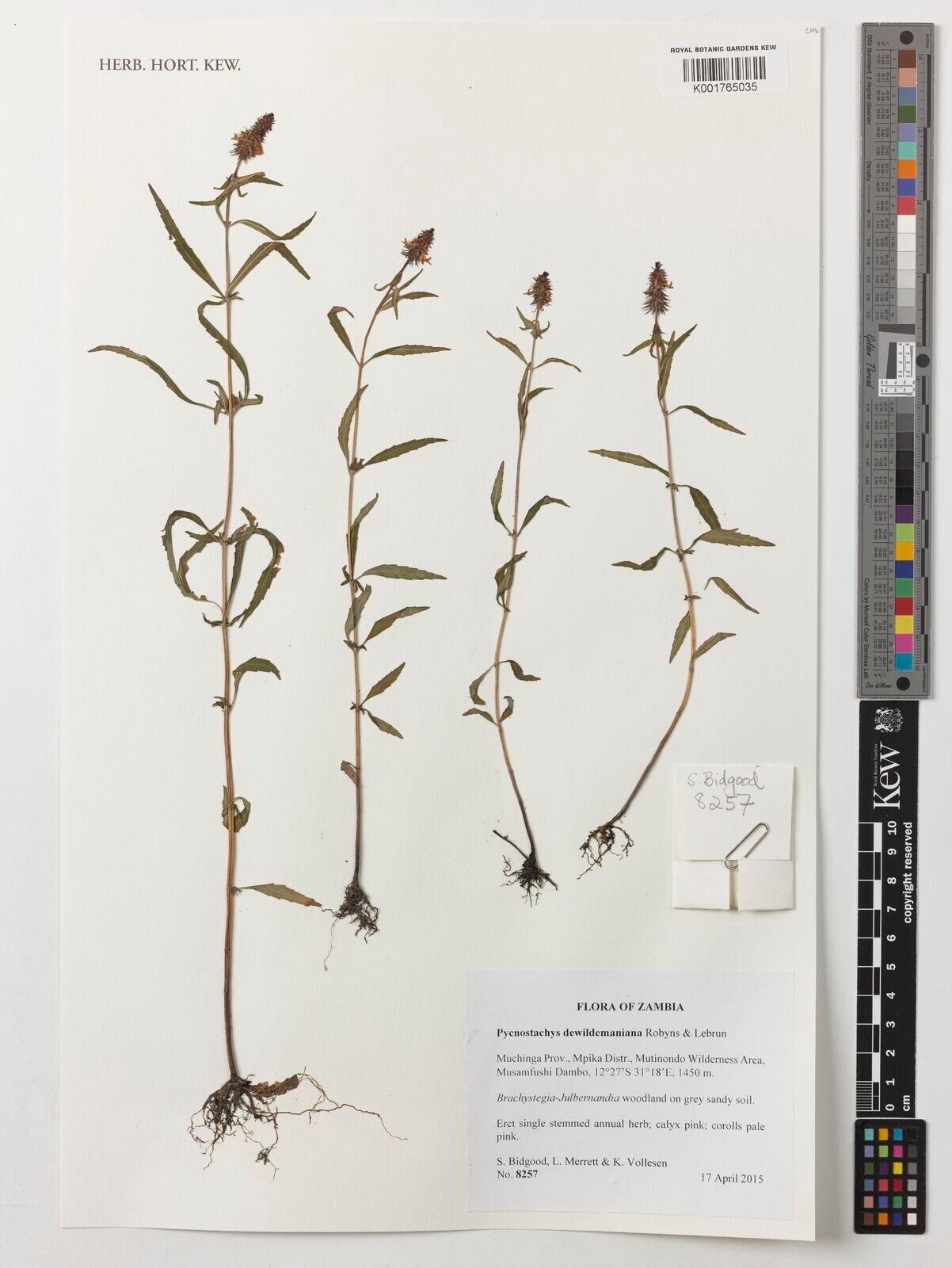 Coleus dewildemanianus — houseplant care guide