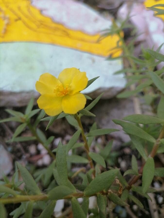 Portulaca rubricaulis flower
