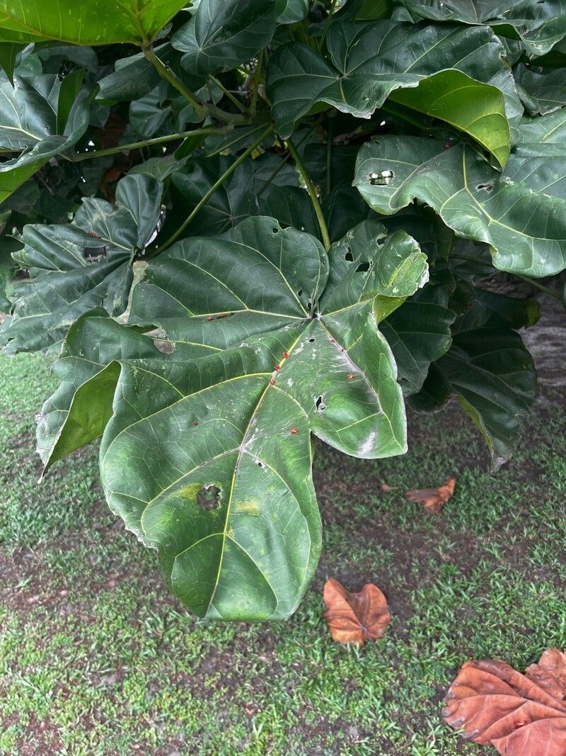 Cola lizae — houseplant care guide