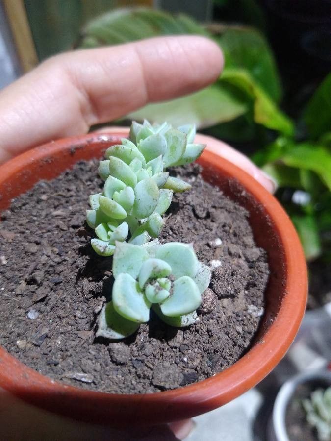 Echeveria prolifica leaf