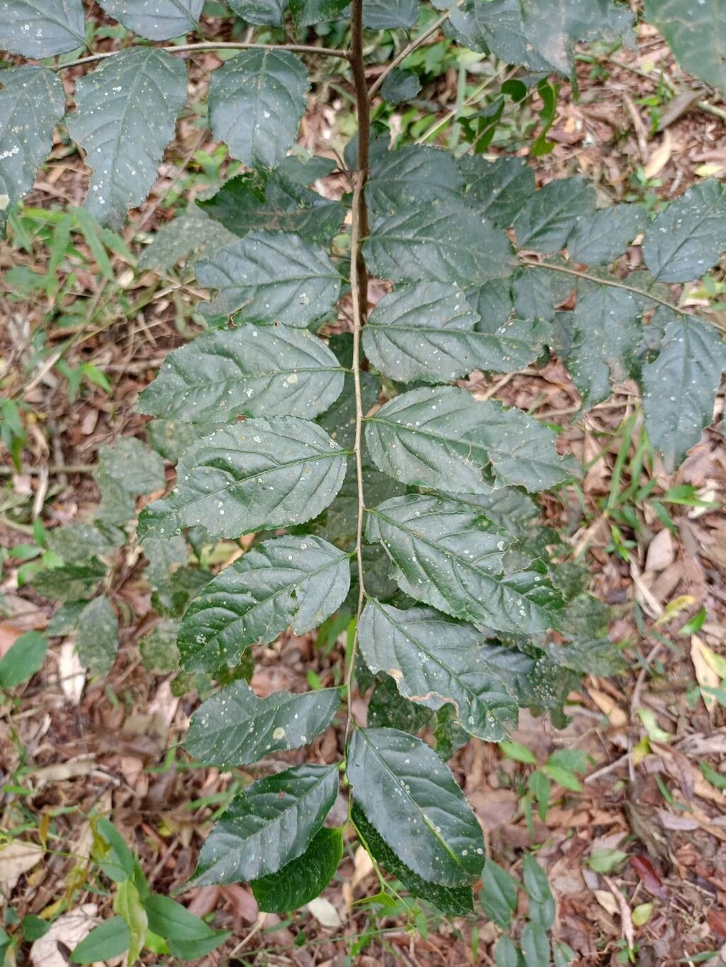 Picrasma crenata — related species from the same genus