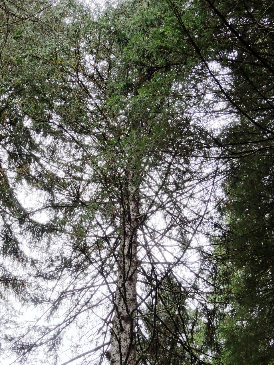 Picea morrisonicola habit