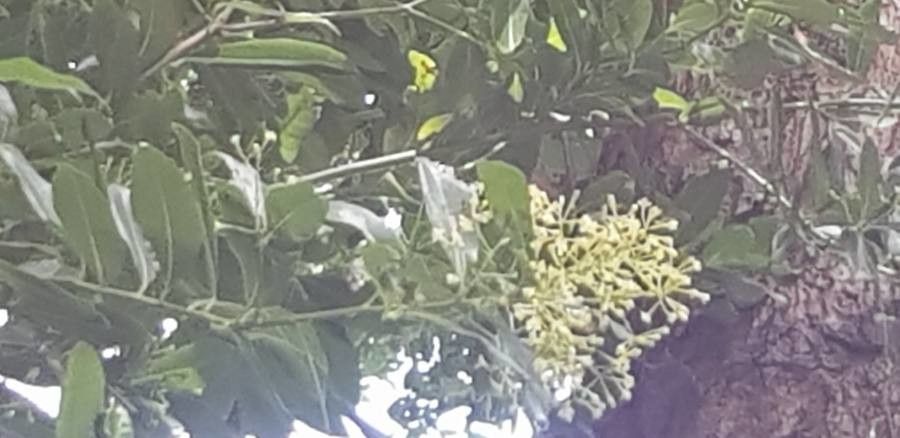 Apollonias barbujana flower