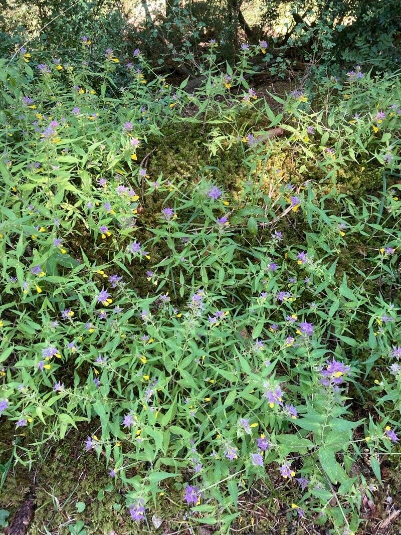 Melampyrum italicum habit