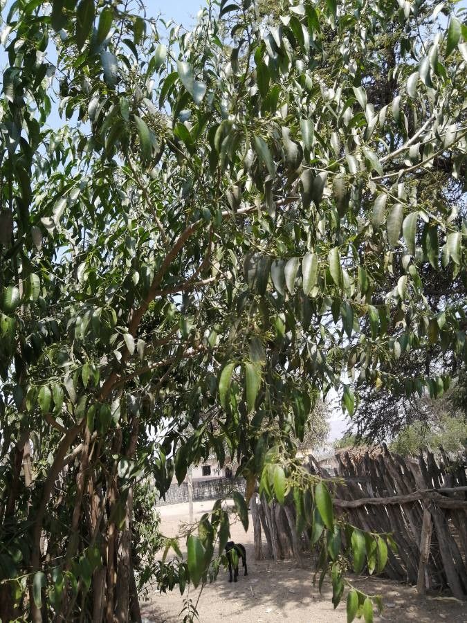 Vallesia glabra leaf