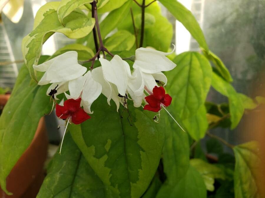 Rhododendron thomsonii flower