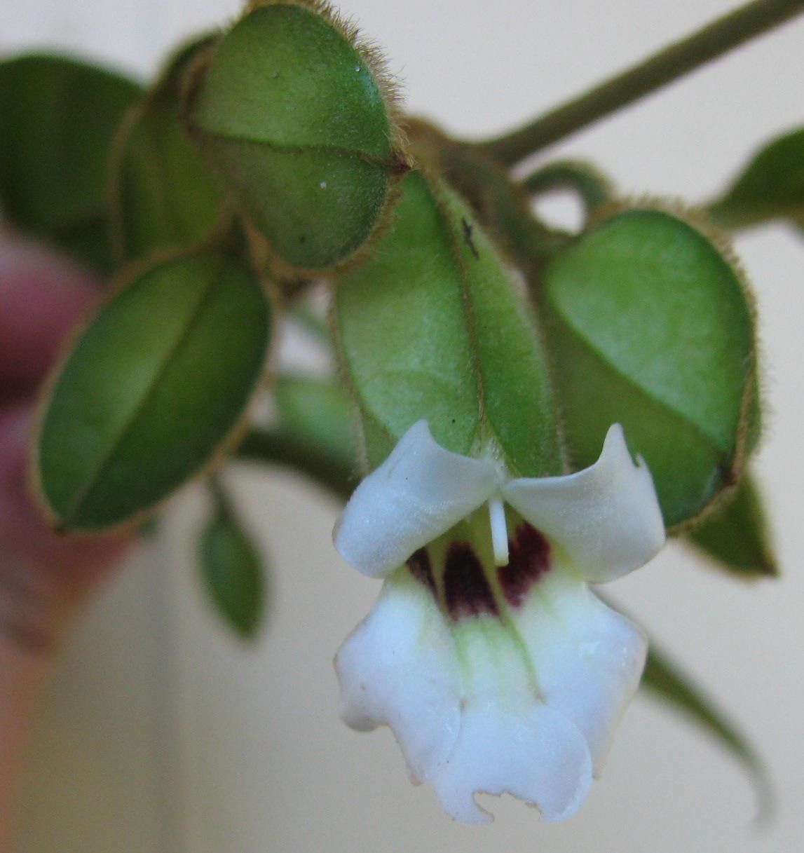 Mendoncia costaricana — related species from the same genus