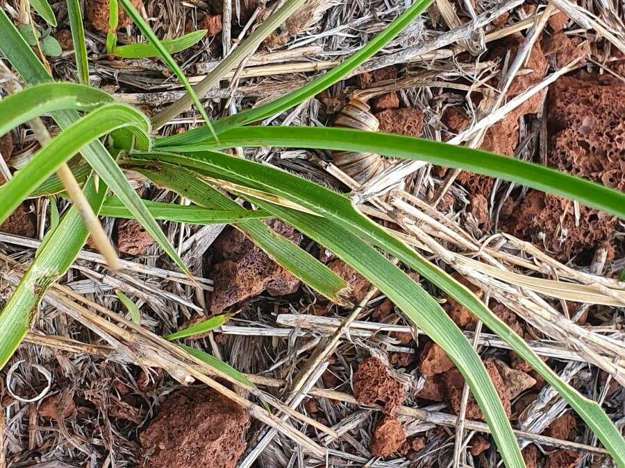 Trachyandra saltii leaf