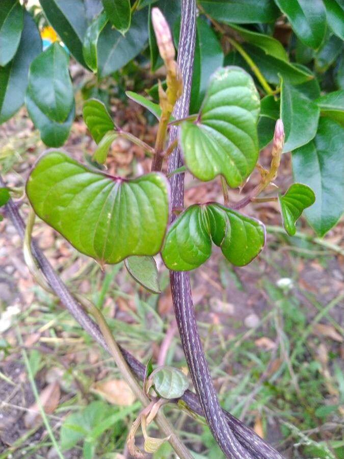 Dioscorea oppositifolia — search result for 'Myanmar'