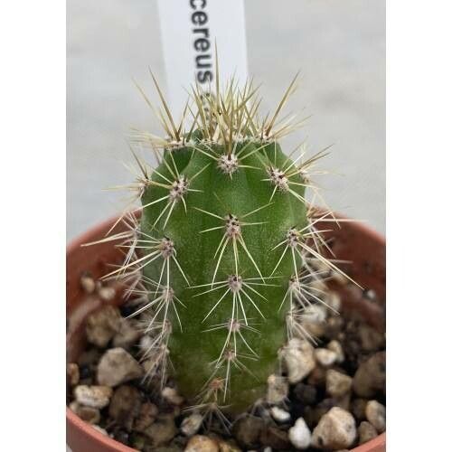 Weberbauerocereus cuzcoensis habit