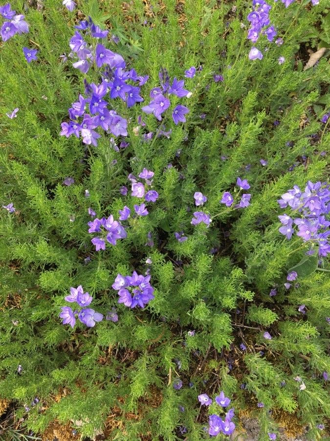 Veronica jacquini — houseplant care guide