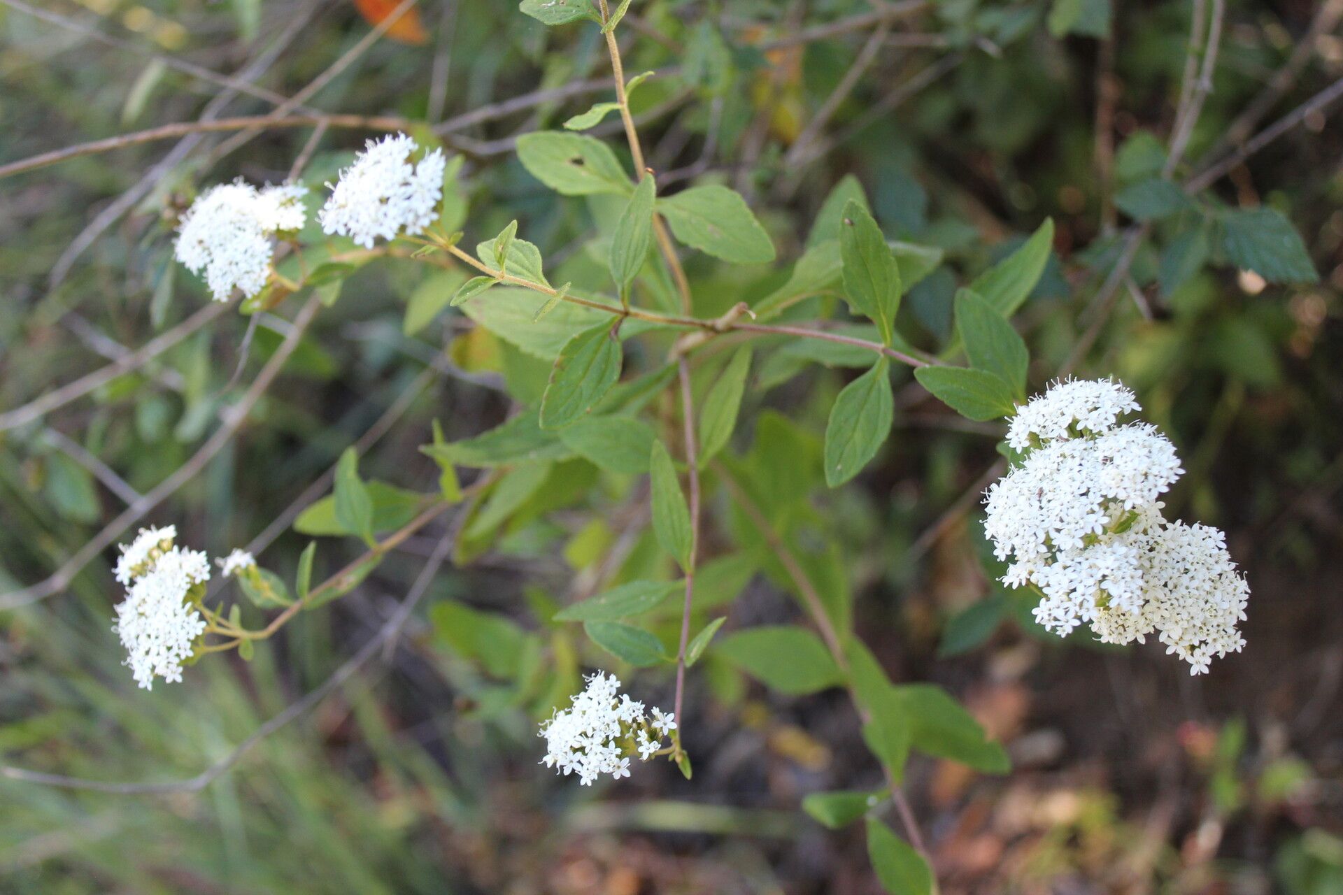 Stevia ovata habit