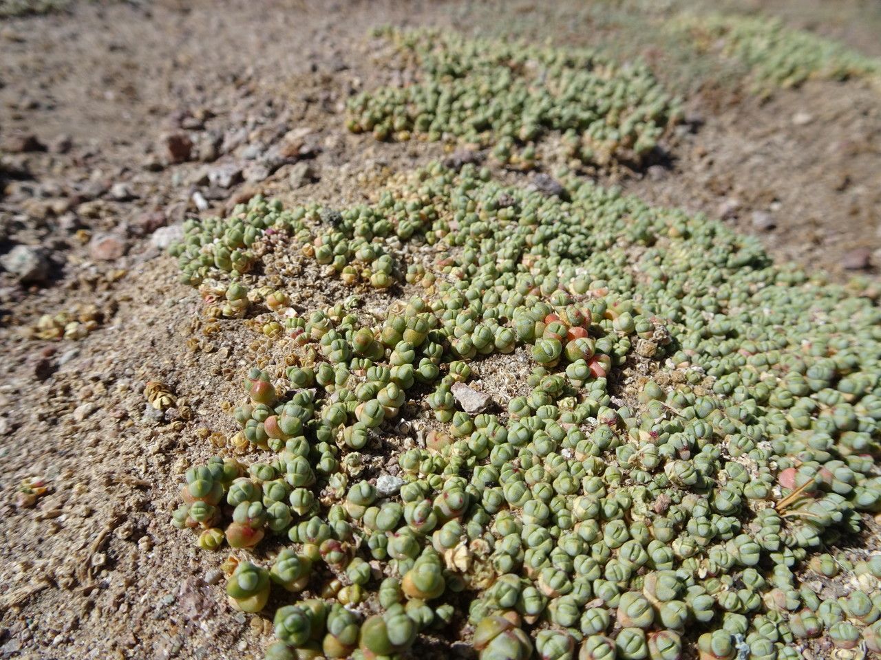 Sarcocornia pulvinata habit