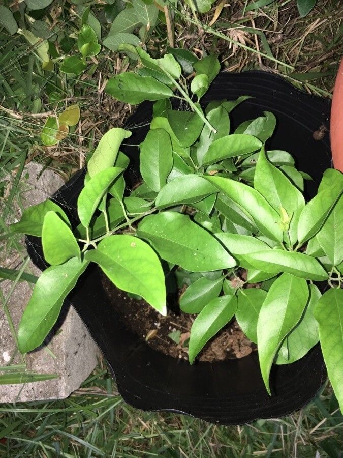 Oxera pulchella — houseplant care guide