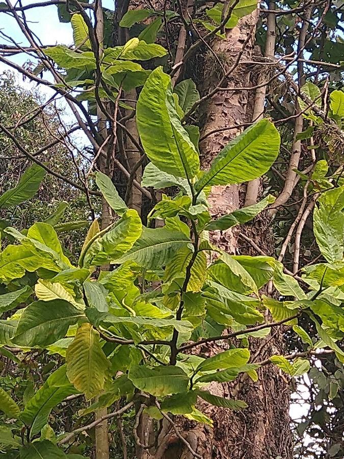 Pterygota brasiliensis — related species from the same genus