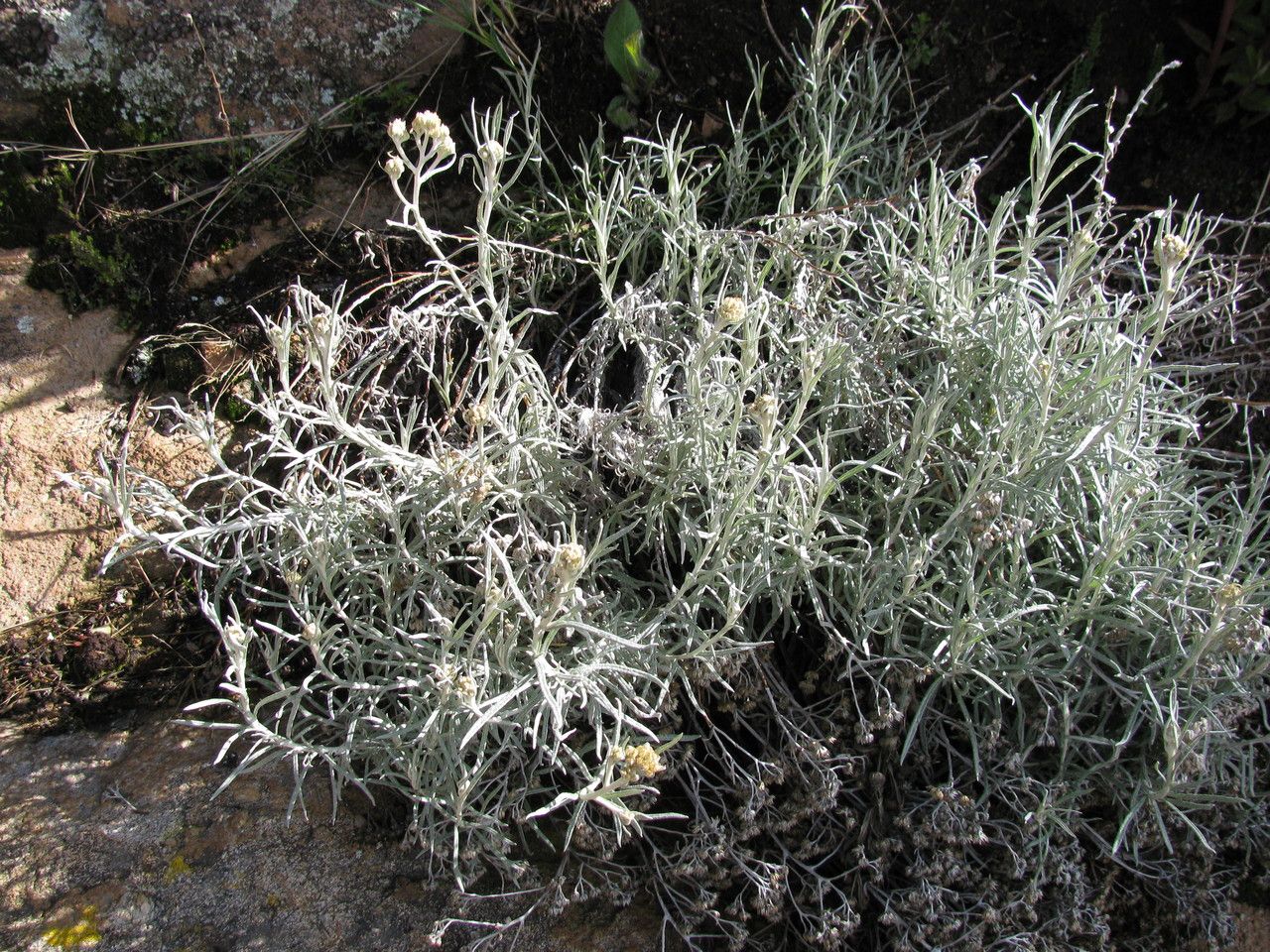Achyrocline ramosissima — related species from the same genus