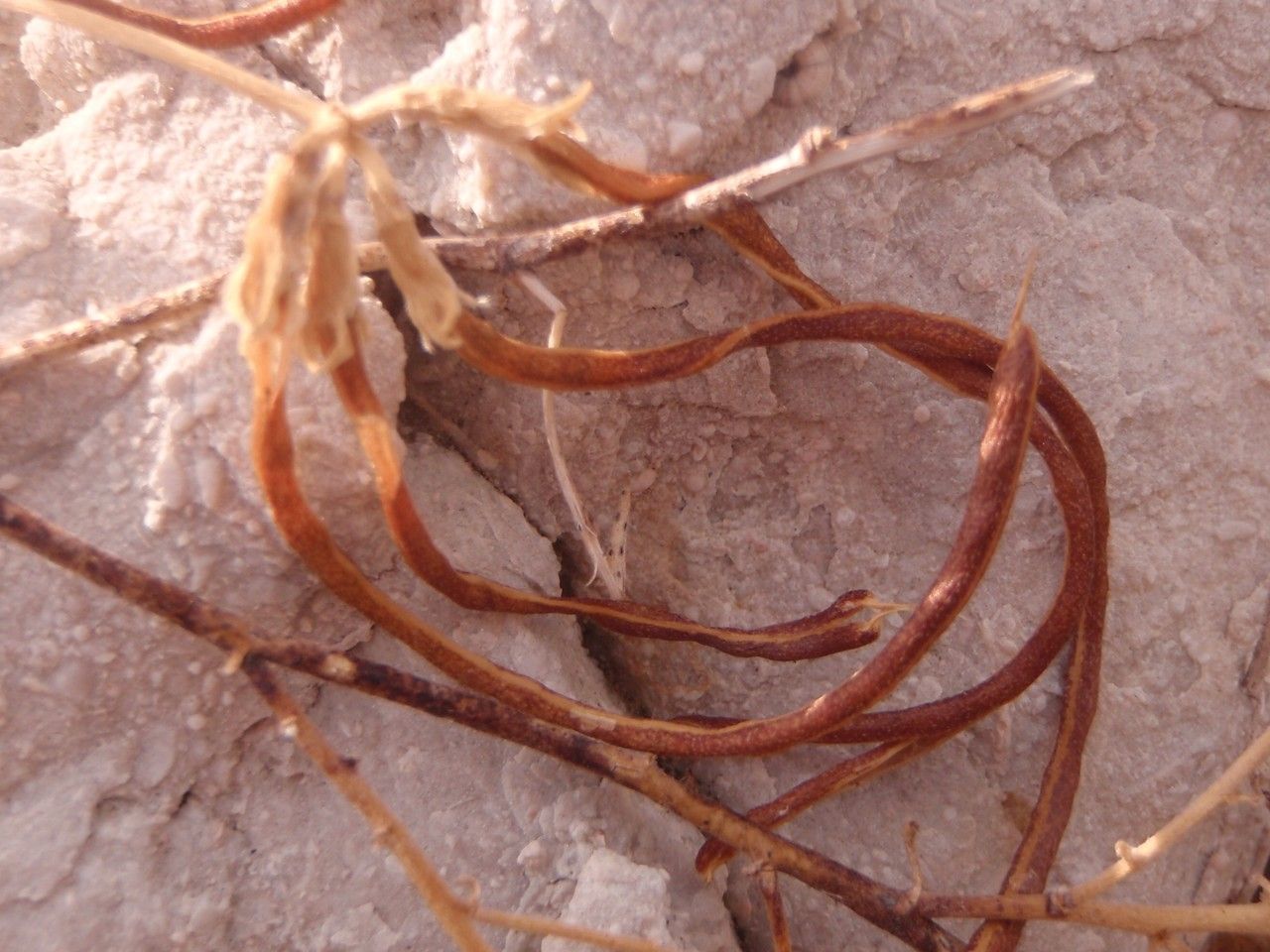 Lotus drepanocarpus fruit