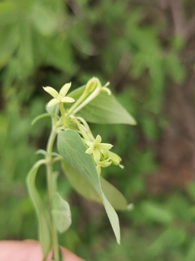 Bouvardia glabra — related species from the same genus