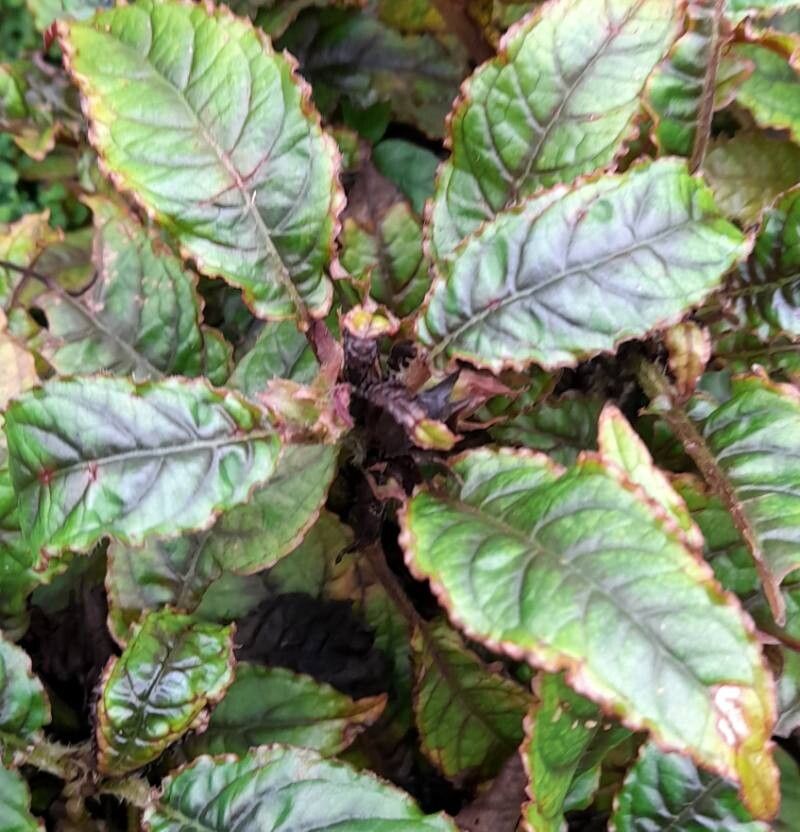 Nautilocalyx forgetii leaf