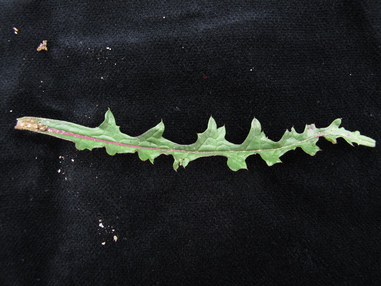 Saussurea leontodontoides habit