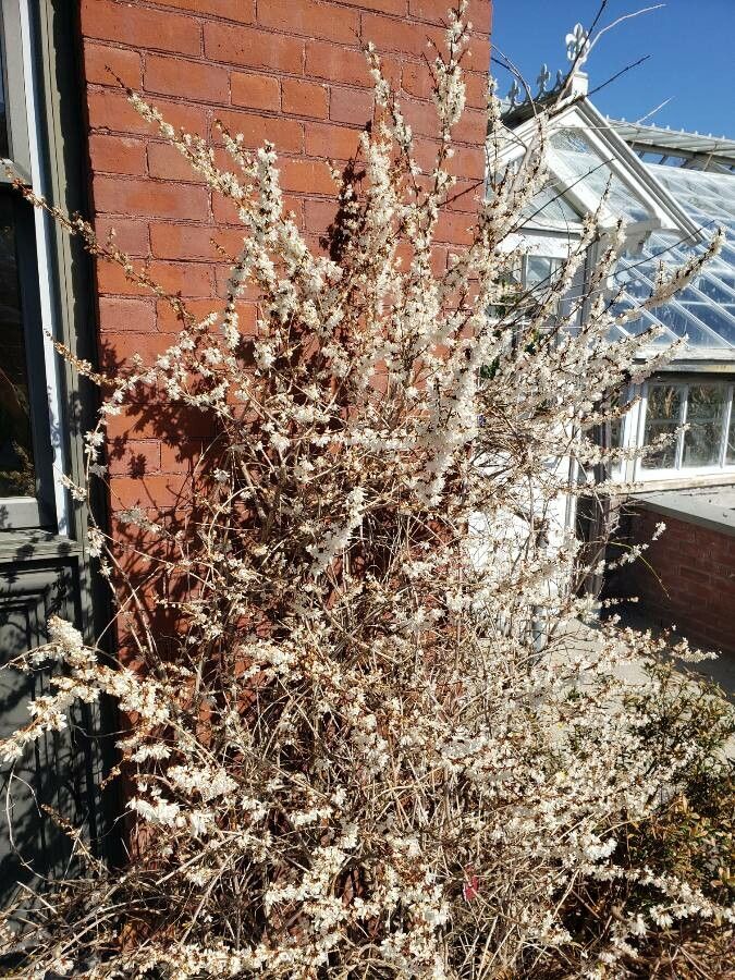 Abeliophyllum distichum habit