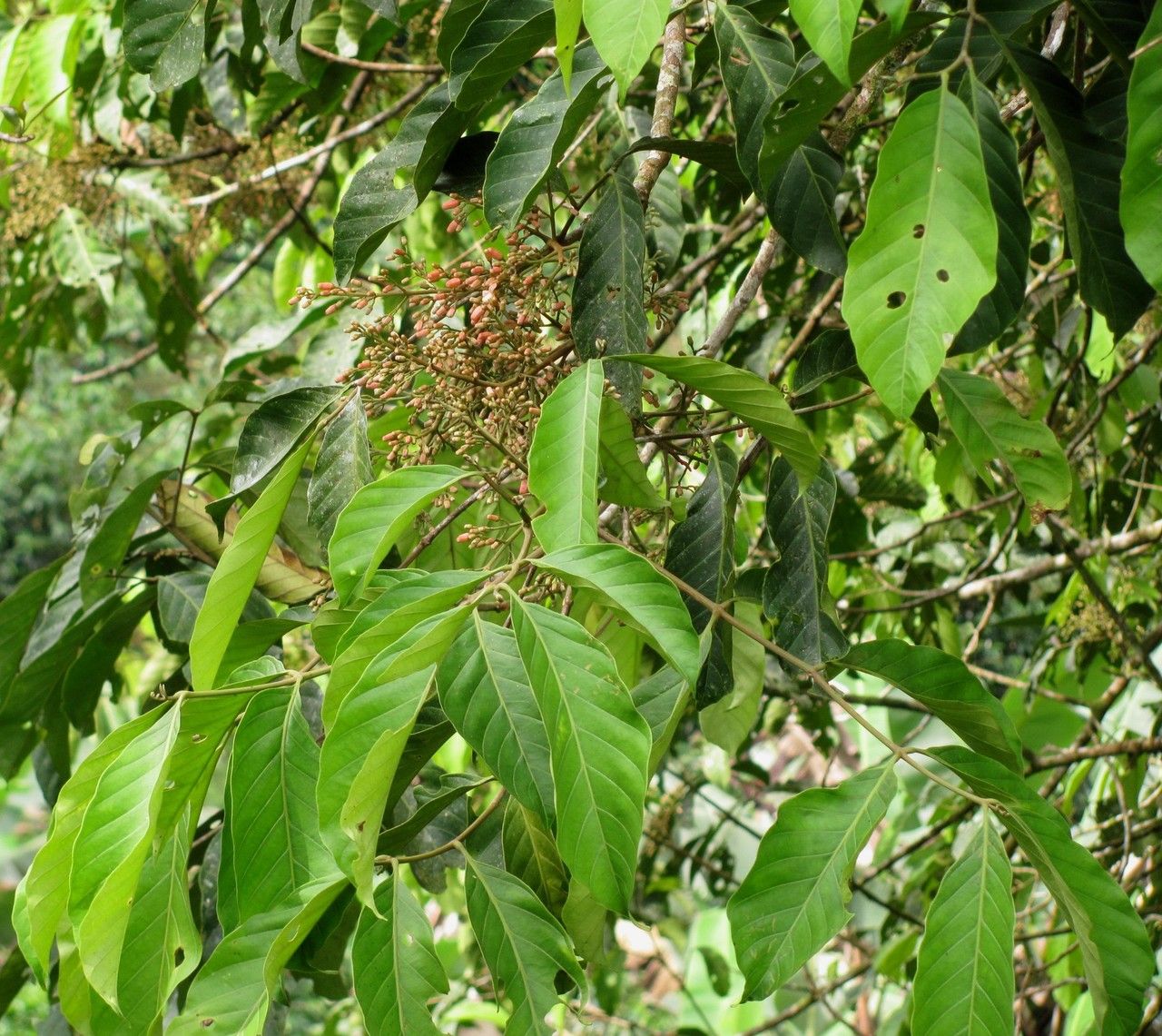 Guarea montana — houseplant care guide