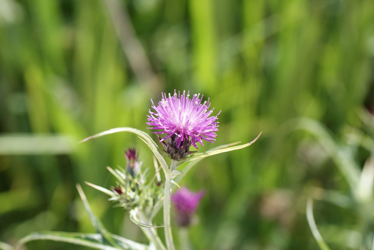 Cirsium creticum flower