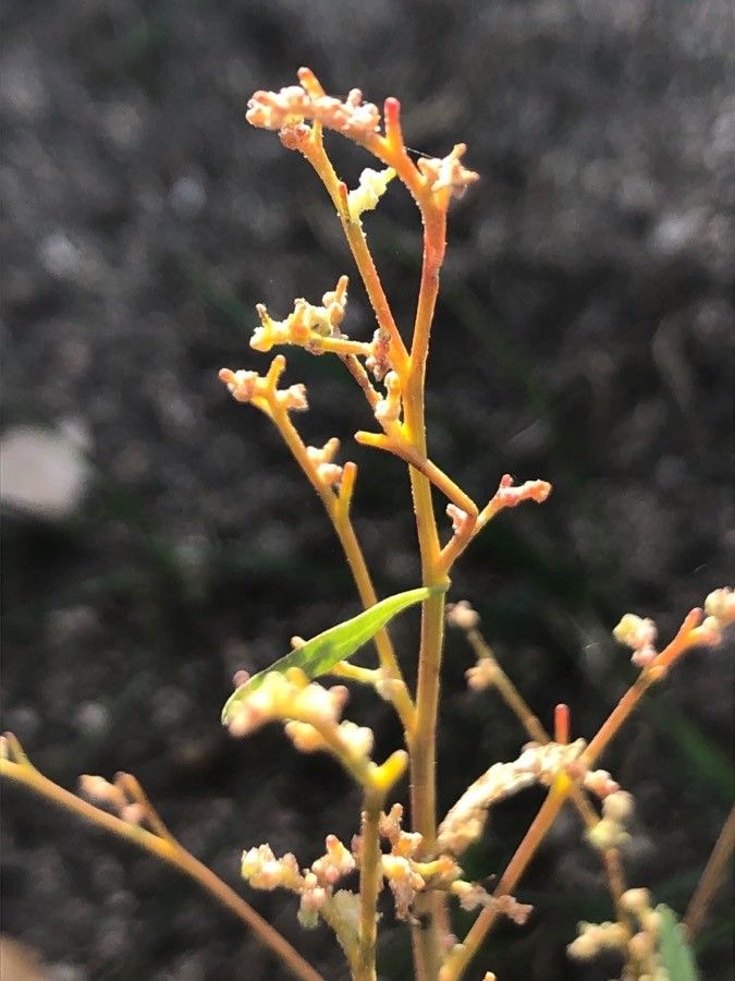 Chenopodium urbicum flower