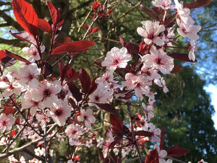 Prunus × cistena flower