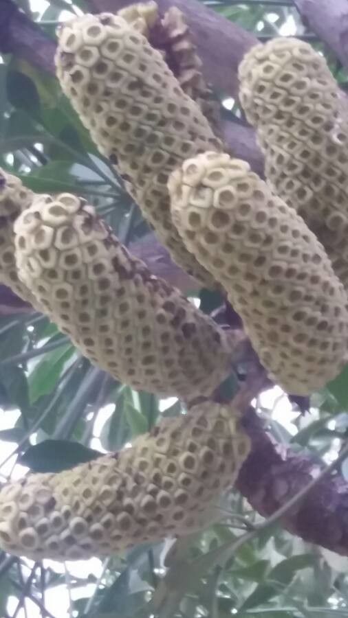 Cussonia spicata flower