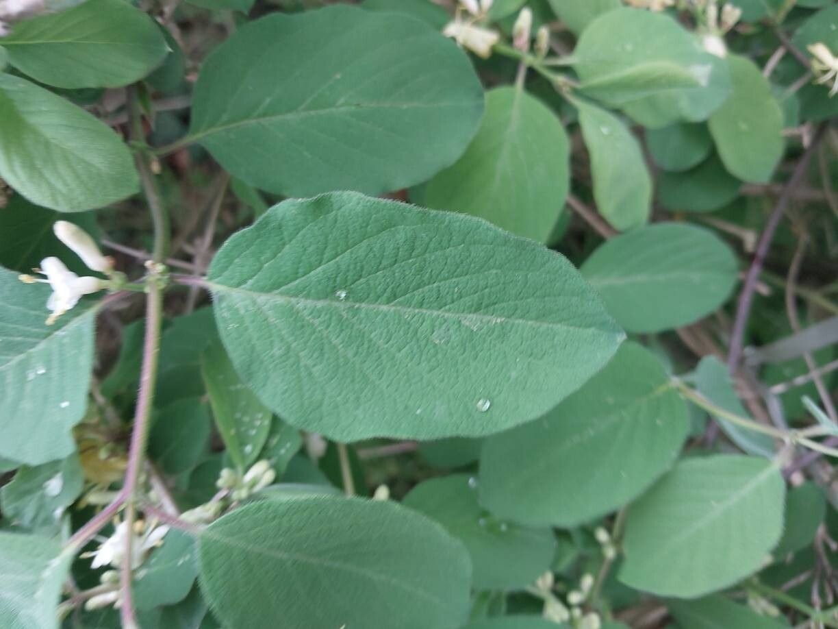 Lonicera nummulariifolia — search result for 'Lonicera'