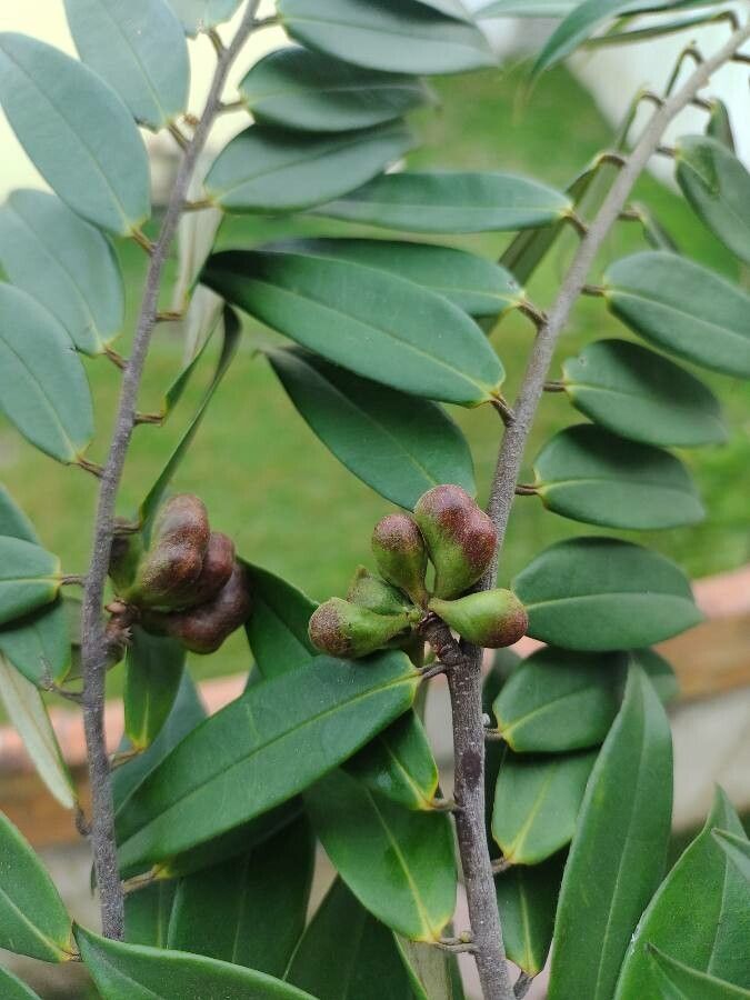 Xylopia sericea fruit
