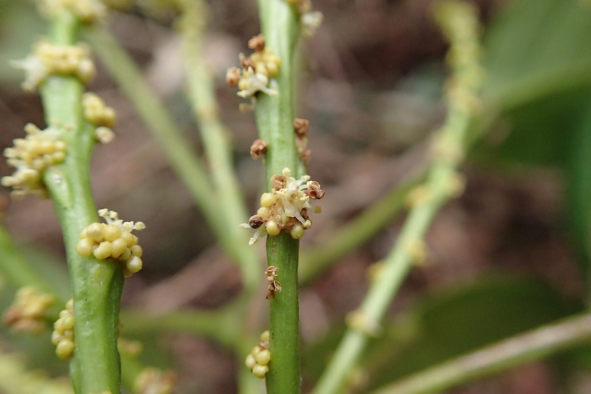 Bocquillonia longipes flower