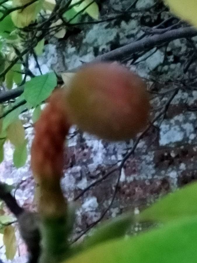 Neoshirakia japonica fruit