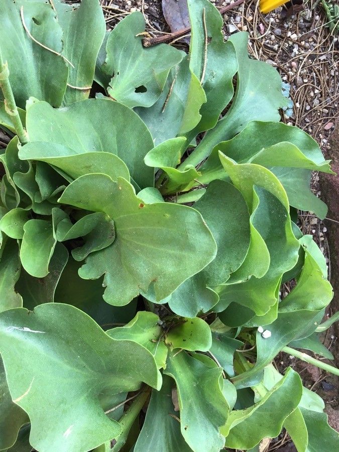 Limonium santapolense — search result for 'Limonium'